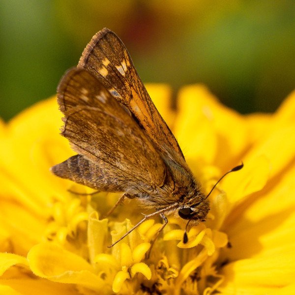 2022-09-16-Shenly-Park-030-sq
